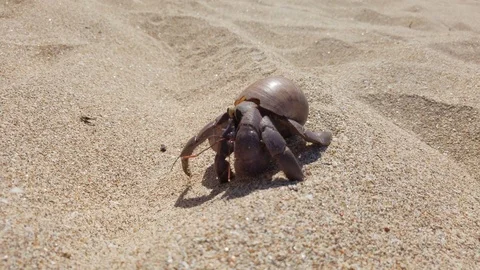 Hermit crab with shell crawling on sand Stock Footage 106266954