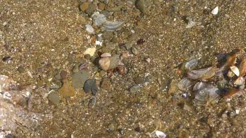 Hermit crab with a shell crawling in shallow water Stock Footage 121726179