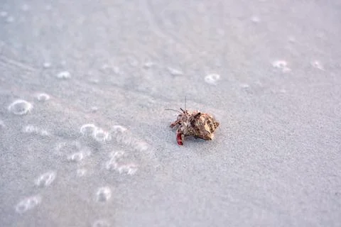 A hermit crab with a shell crawling on the white sand. Stock Photos