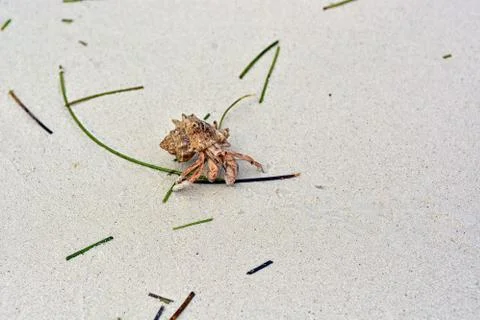 A hermit crab with a shell crawling on the white sand. Stock Photos