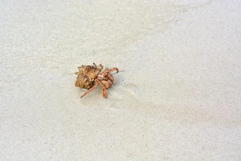 A hermit crab with a shell crawling on the white sand. Stock Photos