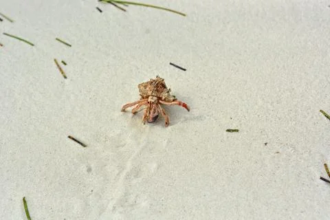 A hermit crab with a shell crawling on the white sand. Stock Photos