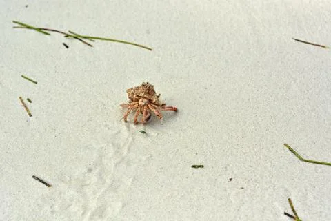 A hermit crab with a shell crawling on the white sand. Stock Photos