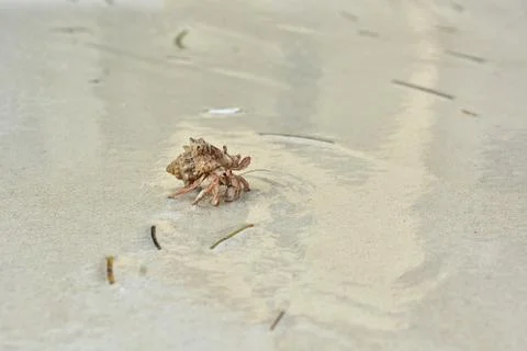A hermit crab with a shell crawling on the white sand. Stock Photos