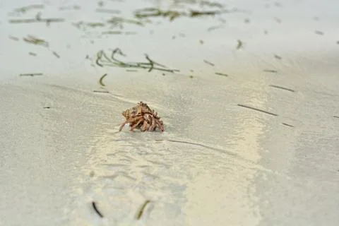 A hermit crab with a shell crawling on the white sand. Stock Photos