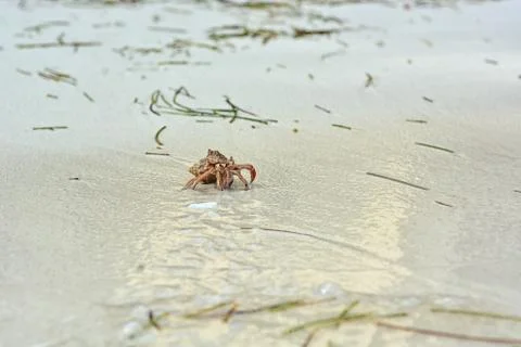 A hermit crab with a shell crawling on the white sand. Stock Photos