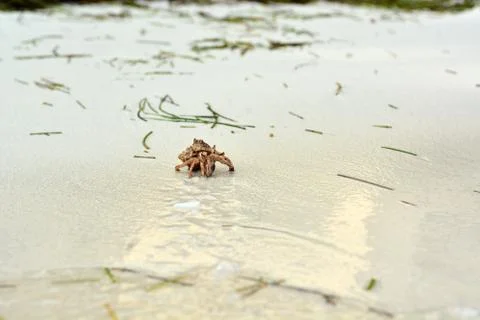 A hermit crab with a shell crawling on the white sand. Stock Photos