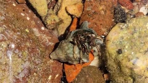 Hermit Crab in shell, Eilat, Israel Stock Footage 141513839