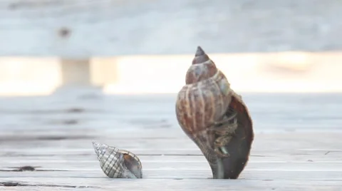 Hermit crab in the shell Video stock 2976232