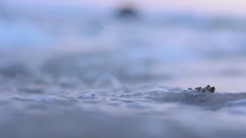 Hermit crab with a shell Stock-Footage 241550168