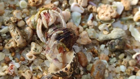 Hermit crab in shell Stock Footage 264090025