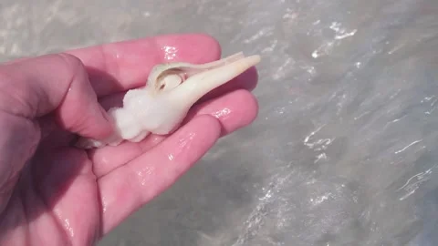 Hermit Crab in Shell Held Above Water Surface Video stock 306129669