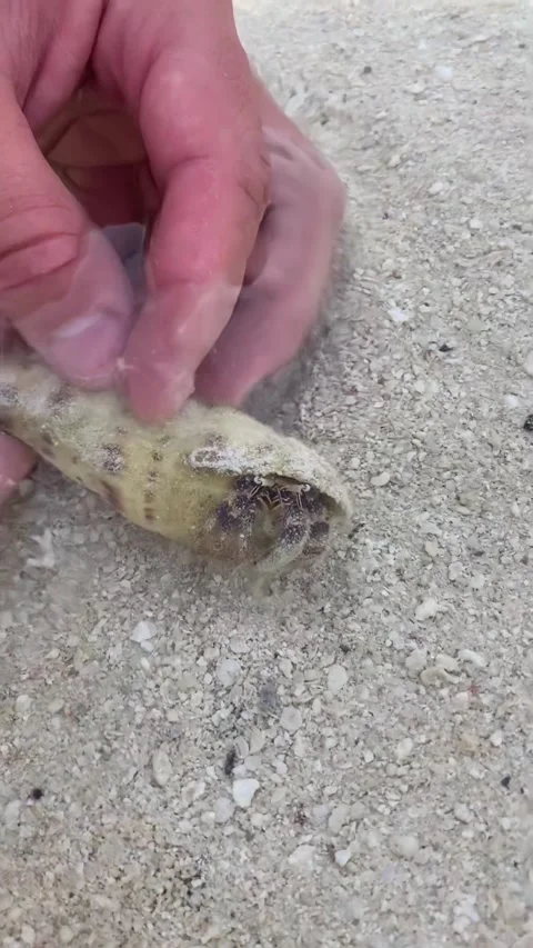 Hermit crab in shell held in hand close up tropical beach Maldives HD vertical Stock Footage 342342380
