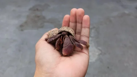 Hermit Crab with Shell in Human Hand Close Up Macro Shot Stock Footage 337760621