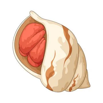 Hermit crab shell illustration Stock Illustration