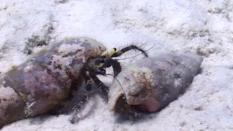 Hermit Crab Shell Inspection on a Sandy Seabed During the Day Video stock 334913676