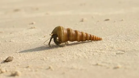 Hermit crab in a shell on the ocean shore Stock Photos