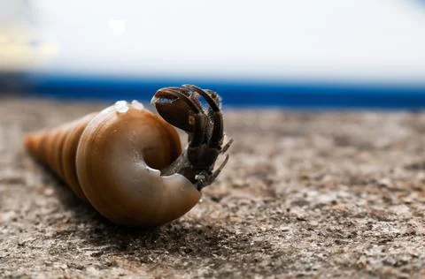 Hermit crab in the shell, with selective focus. Stock Photos