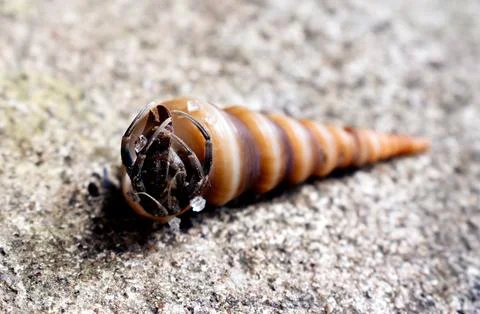 Hermit crab in the shell, with selective focus. Stock Photos