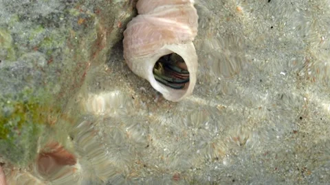 Hermit Crab in Shell Underwater Macro Close Up Vídeos de archivo 336368560