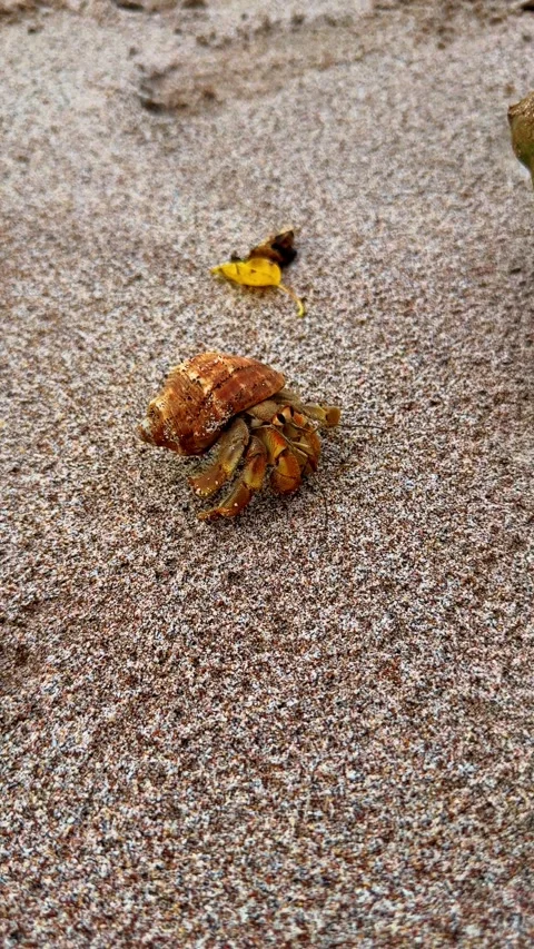 Hermit crab in shell on wet sandy beach Stock Footage 331572023