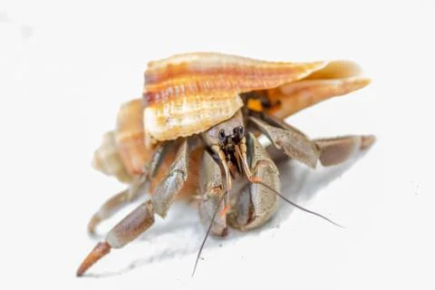 A Hermit Crab in a Shell on white background Stock Photos