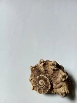 Hermit crab shell on white background. Photos