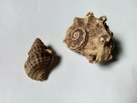 Hermit crab shell on white background. Фото