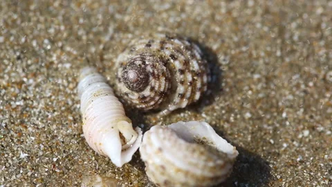 Hermit Crab shells on the sand Video stock 165558849
