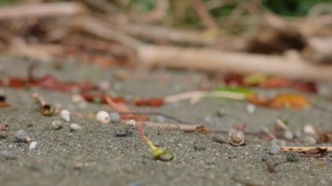 Hermit Crab Shells Scattered on Sandy Beach with Fallen Leaves and Driftwood. Stock Footage 338373243