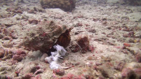 Hermit Crab, shot 1 of 3 Stock Footage 29895809