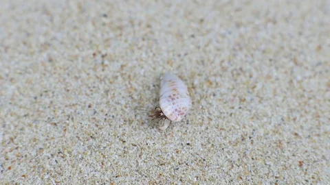 Hermit crab in small shell at tropical ocean beach Stock Footage 85423890