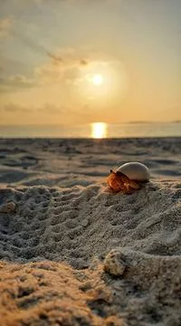 A hermit crab in the sunset Stock Photos