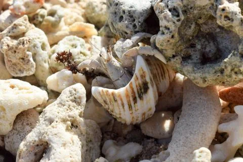 Hermit Crab Surrounded by Corals Stock Photos