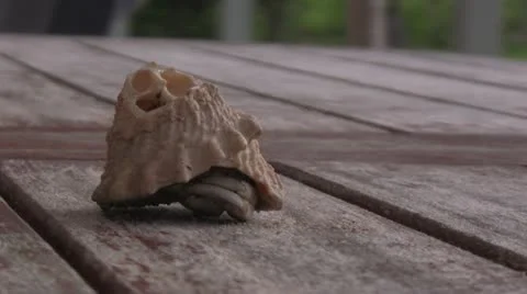 Hermit Crab on table Stock Footage 12394820