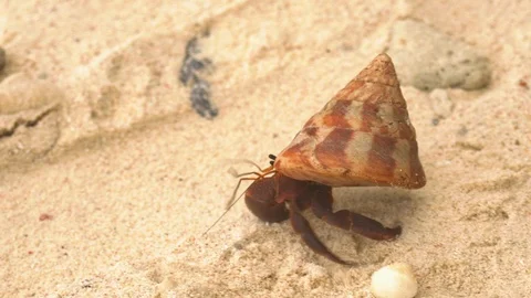 Hermit crab through the sand Stock Footage 94198213