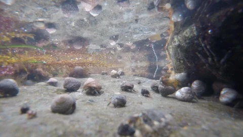Hermit Crab in tide pool Timelapse Stock Footage 108878410