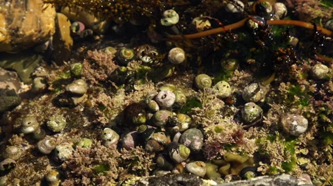 Hermit Crab Time Lapse #1 Stock Footage 31962243