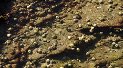 Hermit Crab Time Lapse #2 Stock Footage 31961611