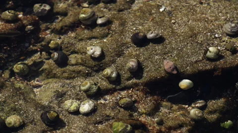 Hermit Crab Time Lapse #3 Stock Footage 31962420