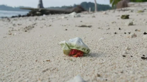 Hermit crab timelapse 動画素材 56190327