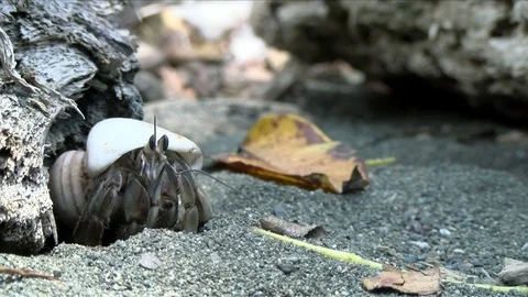 Hermit crab transporting the shell of a sea shell in the Caribbean Stock Footage 91814224