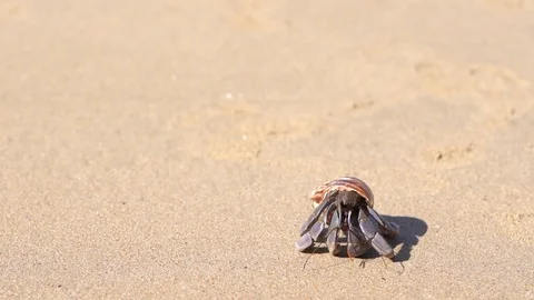 Hermit crab travels along the beach with his house Stock Footage 127239853
