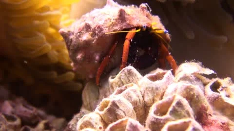 A Hermit Crab on a tropical reef Stock Footage 22306438