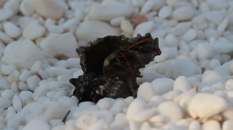 Hermit crab trying to roll, Pagurus bernhardus Video stock 30671023
