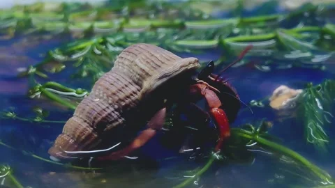 Hermit Crab in under water Stock Footage 245433535