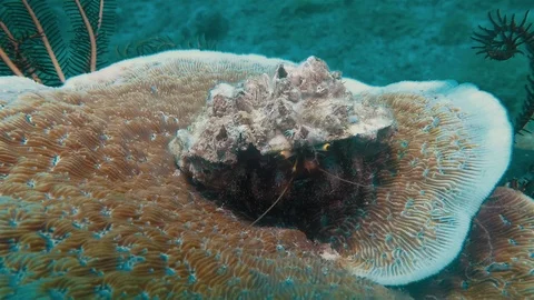 Hermit Crab Underwater Macro Close Up Seascape Of Cute Critter Under Shell 스톡 동영상 113698500
