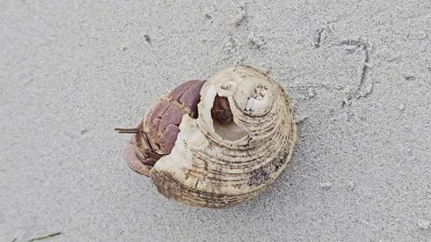 Hermit Crab with Unique Shell on Sand A hermit crab with a distinct pattern Stock Footage 316459751