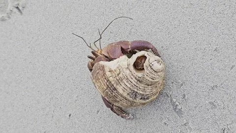 Hermit Crab with Unique Shell on Sand A hermit crab with a distinct pattern Stock Footage 316459753