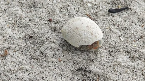 Hermit crab use empty shell as its safety home Stock Footage 304575489